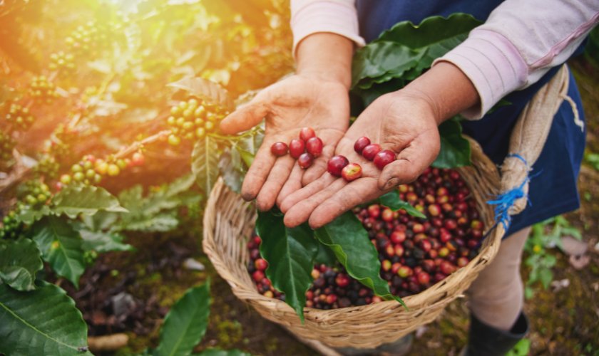 Kava je jedan od najomiljenijih napitaka širom svijeta