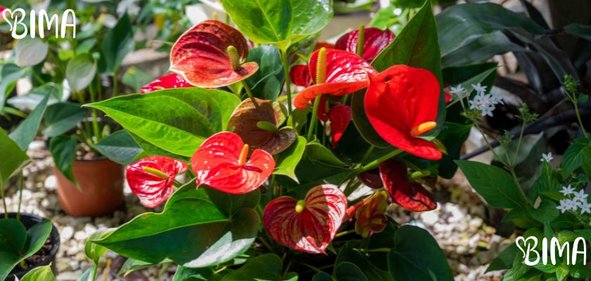 Anturij (Anthurium andraeanum)