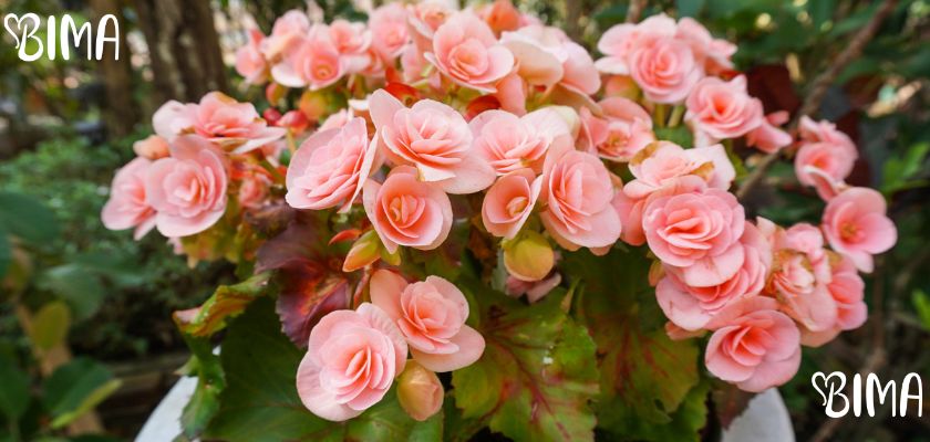 Begonija (Begonia spp.)