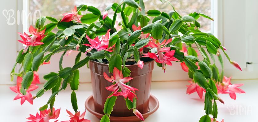 Božićni Kaktus (Schlumbergera x buckleyi)