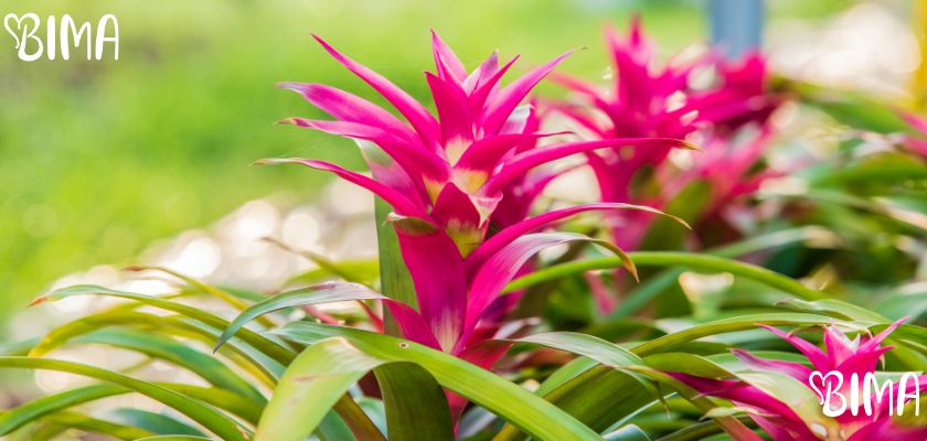 Bromelija (Guzmania lingulata)
