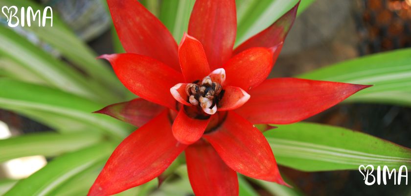 Bromelija