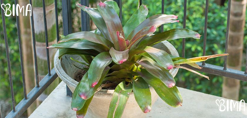 Ehmeja (Aechmea fasciata)