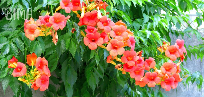 Ešinant (Aeschynanthus radicans)