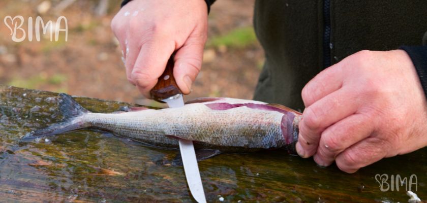 Fillet Knife