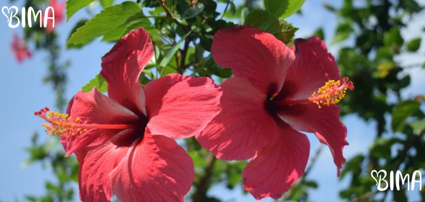 Hibiskus