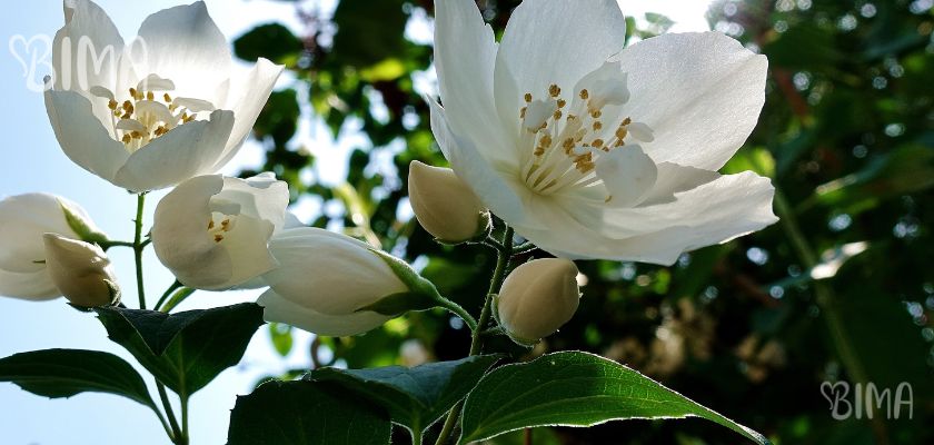 Jasmin (Jasminum polyanthum)