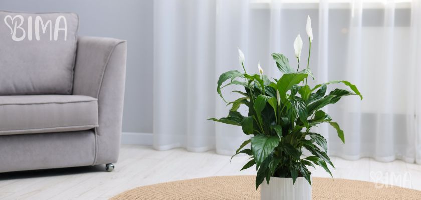 Jedarce (Spathiphyllum wallisii)