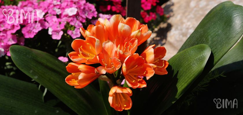 Klivija (Clivia miniata)