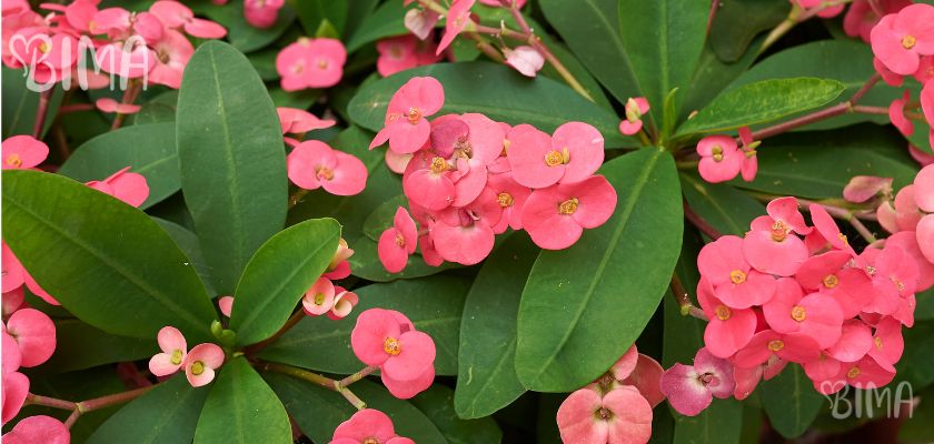 Kristov trn (Euphorbia milii)