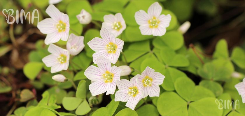 Oksalis (Oxalis tetraphylla)