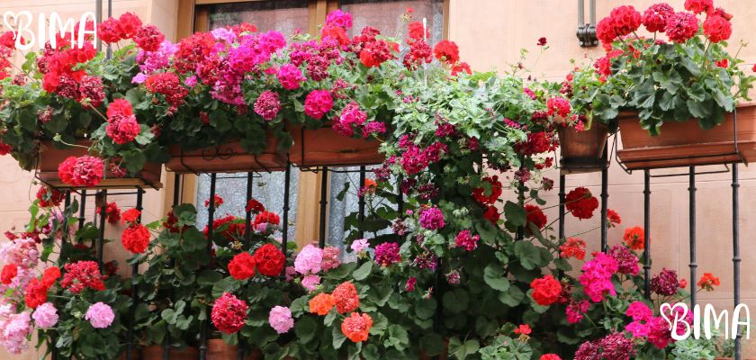 Pelargonija (Pelargonium spp.)