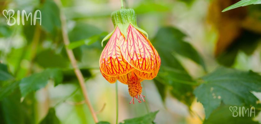 Sobni slijez (Abutilon x hybridum)