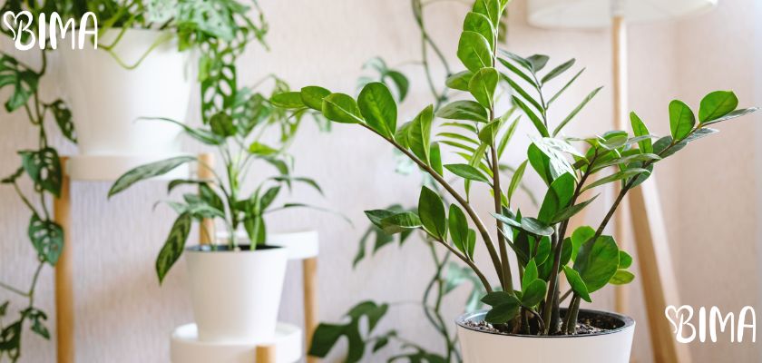 Zamioculcas