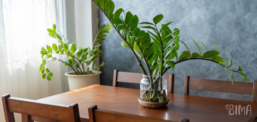 Zamioculcas 