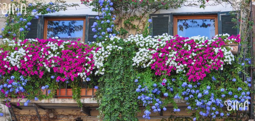 Cvijeće za balkon