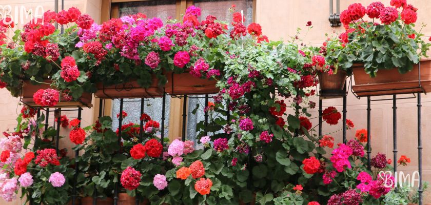 Cvijeće za balkon
