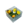 PILIĆI NA TRAVI S CVIJEĆEM U KUTIJI 8x8 cm