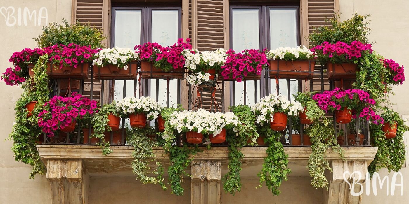 Cvijeće za balkon